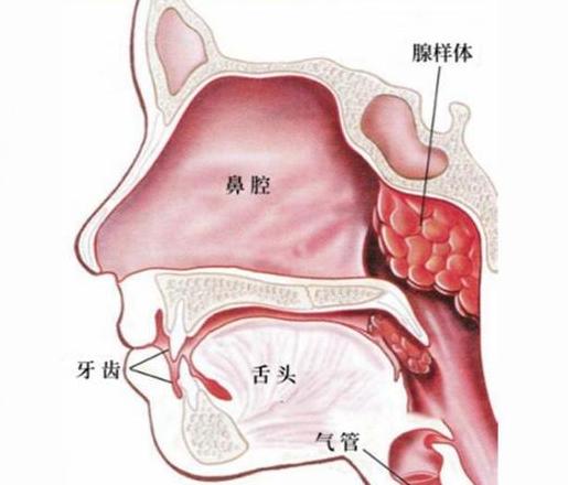 腺体：揭秘人体与动物体内的分泌奥秘