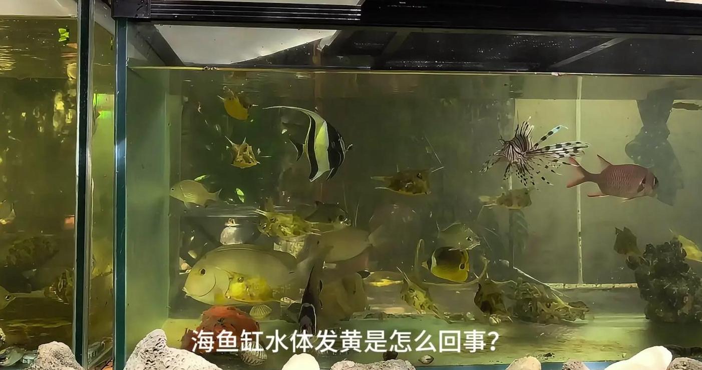 水族箱排水问题解答：抽水管、虹吸法及小管口处理技巧